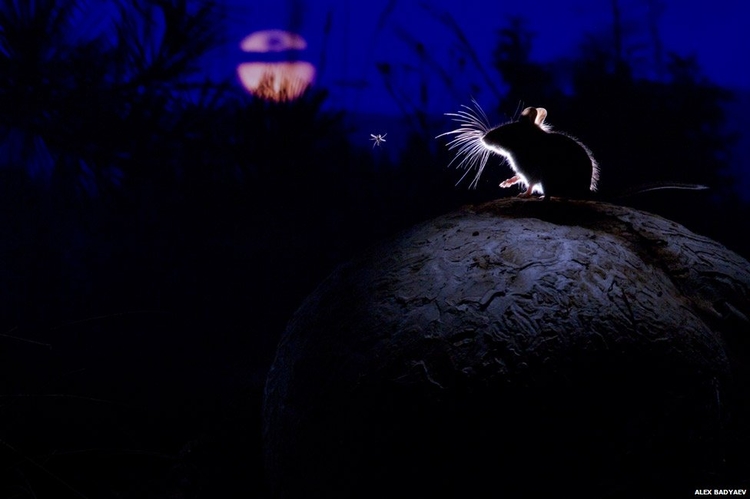 "The mouse, the moon and the mosquito", zwycięzca w kategorii "Ssaki", for Alexander Badjew, Rosja